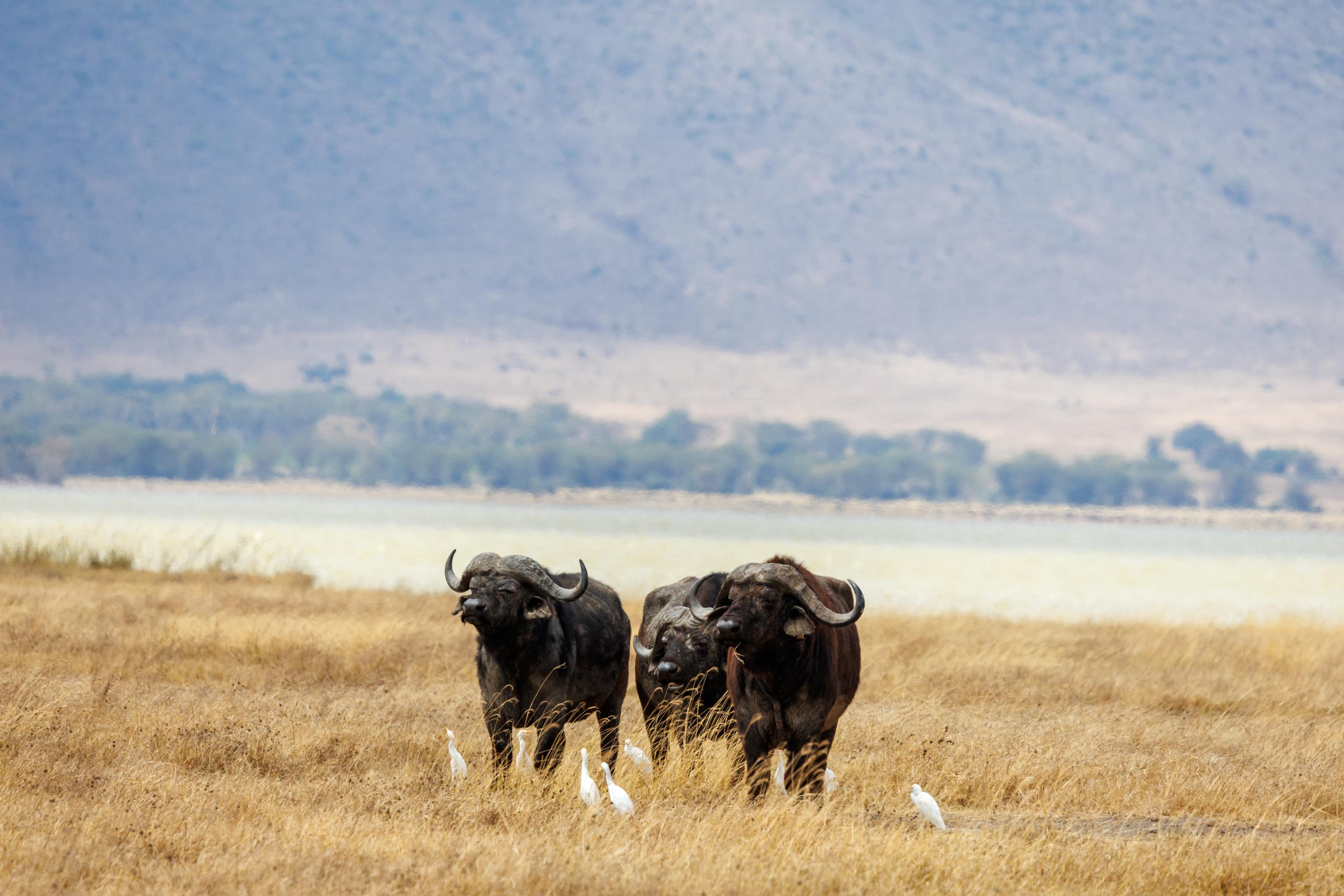 Oldonyo Lengai & Maasai Cultural Safari