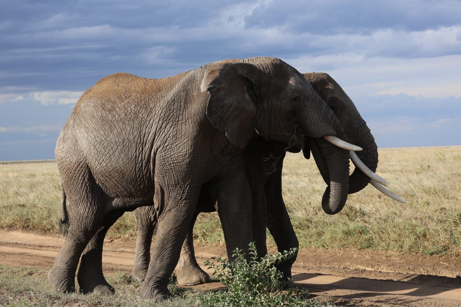 African elephant on the Serengeti