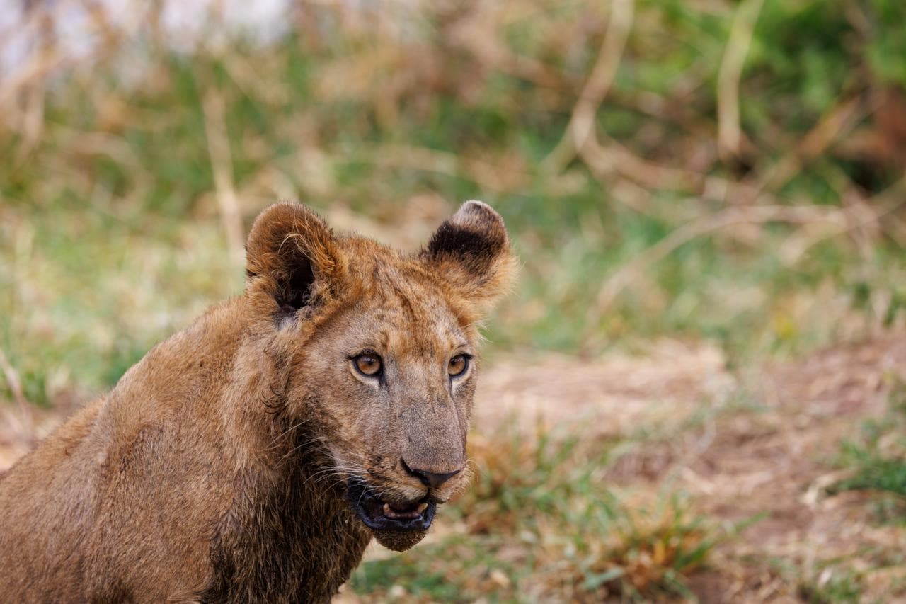 Lake Manyara & Ngorongoro Safari