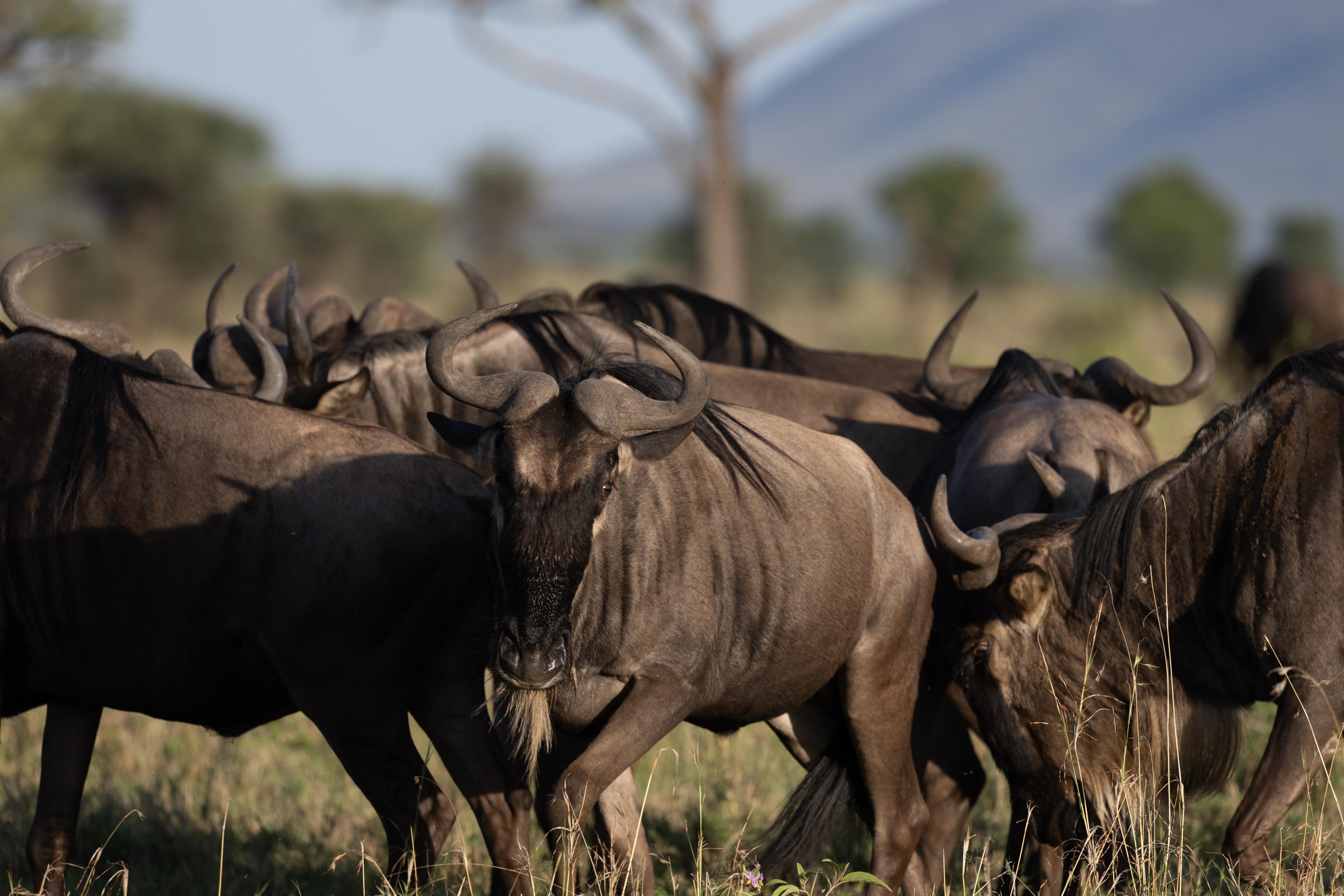 Serengeti & Ngorongoro Grand Safari